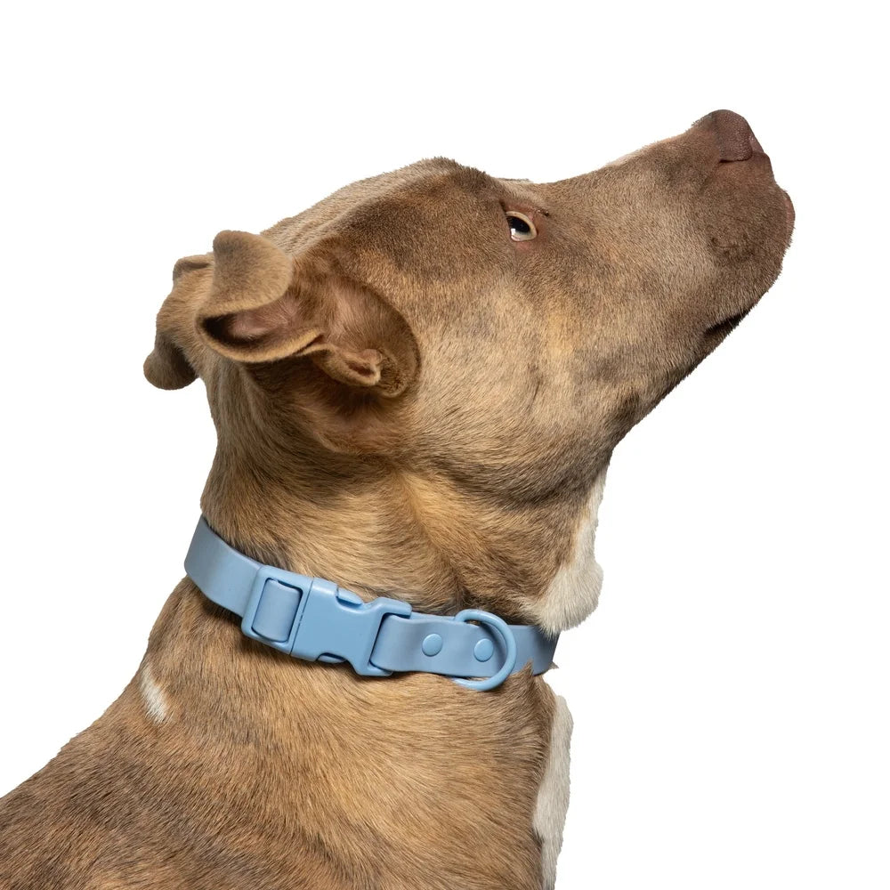Water Odor Resistant Adjustable Dog Collar For Small Breeds